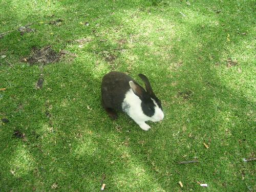 Photo of rabbit - This photo was taken with a kodak digital camera at a bunny park in Benoni South Africa. This is to show that I'm passionate about animals.
