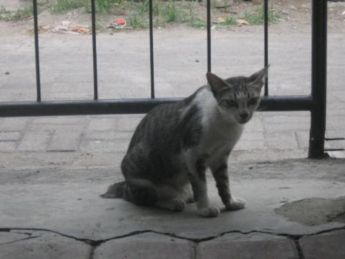 My Cat - My cat walk around my home and my garden