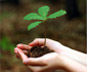 Plant A Tree - Plant a tree to save the forest, the environment, save from the flood, global warming, and many more.Let our child and grandchild keep seeing it in the future.