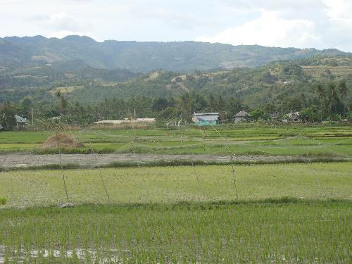 argao rice fields - argao rice fields at summer time... very cool place...