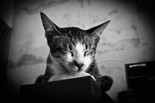 My Cat named Tiger - This is my cat. His name is tiger. He is about 9 months already. They grow so fast don't they. I took this picture when he was sleeping on top of the cabinet. I'm a cat lover. ^^ I like them when they are asleep and makes this eyes ^^.