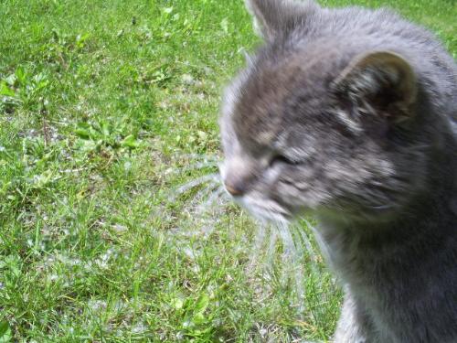 cat - This is a picture of my cat. She passed away almost 2 years ago. She was my best friend. And I miss her dearly.