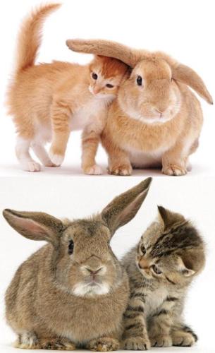 kitty and bunny - So, here we have JB in 2 different periods of her life. Now we all know she use to dye her hair time to time, which explain the colour difference .. the identity of partner(s) in those pictures is yet a mistery ...