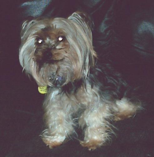 My furbaby Sassie Dog - This is a pic of my fabulous furbaby Sassie Marie.