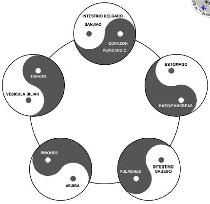 Yin Yang and Zang Fu Organs - 5 elements, yin yang and Zang Fu organs from chinese culture.