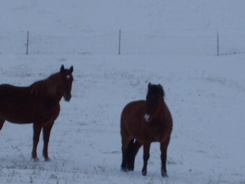 my horses - Snow Jan 30th 2010