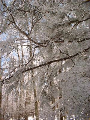 1-Freezing Fog - Freezing fog crystals on trees seen on the AT in Shenandoah NP