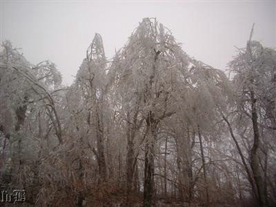 2-Freezing Fog - Freezing fog on trees in Shenandoah NP