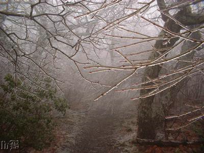 3-Freezing Fog - Freezing Fog on a trail in Shenandoah NP