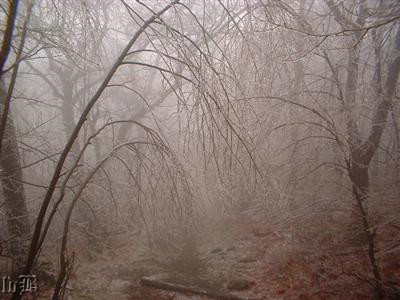4-Freezing Fog - Stony Man Trail in Shenandoah NP shrouded in freezing fog