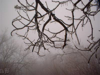 5-Freezing Fog - Fog frozen on trees in Shenandoah NP