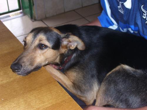 Suzy - This is one of our 8 dogs. Her name is Suzy. She is now 2 years old