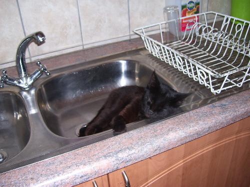 Blacky - This is 1 of our 14 cats, pictured here sleeping in the sink.
