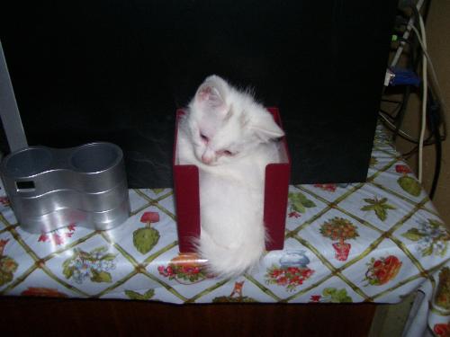 Whitey - 1 Of our 14 cats pictured here liying here in a empty paper holder.