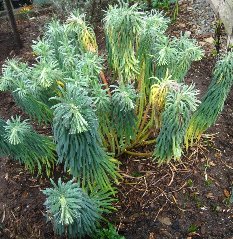 Red Hot Poker Plant Care - Red Hot Poker Red Hot Poker Plant Care - Red Hot Poker