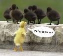 Racism? - Ducks being racist!