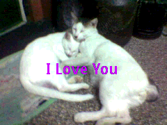 Cats in Love - My two cute cats who love each other. The problem is they are both males.