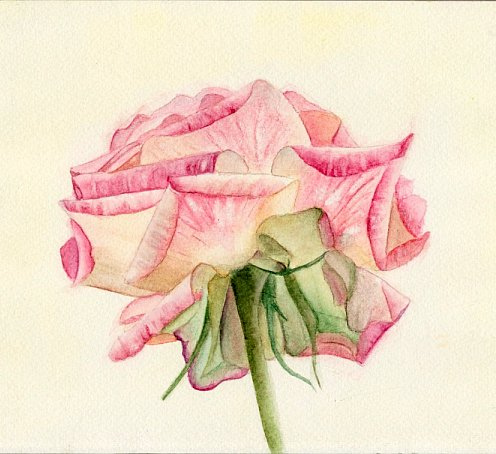 rose painting - My favorite rose painting in watercolor. I made it by photo.