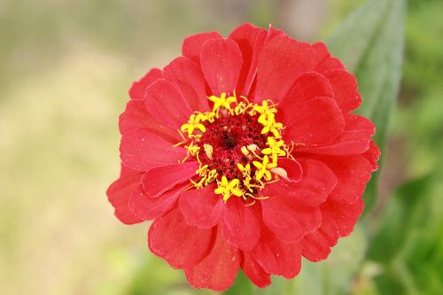 REd flower - red flower close-up EOS 500D