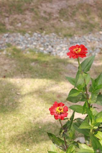 Tree - where the red flower comes from
