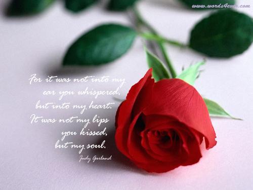 A rose - One of God's loveliest creation