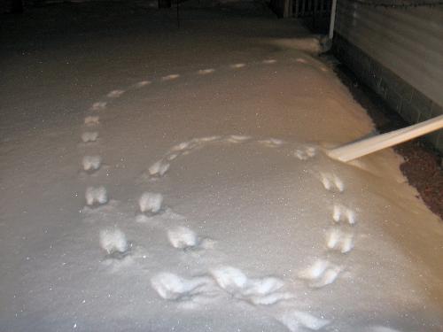 Bunny Trail - This is so cute looking. Bunny Trail - This is so cute looking.