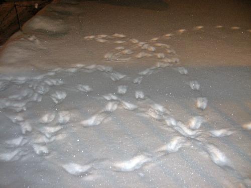 Tracks - More bunny tracks in my front yard.