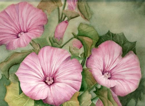 lavatera painting - Watercolor, made from photo.