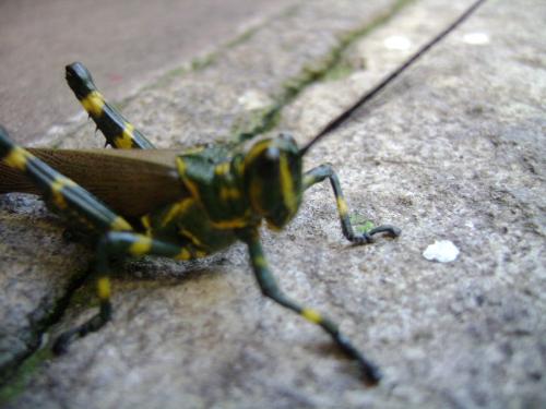 Insect  - I photographed over here , With color of Brazil ... I like Him xP