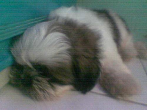 my shih tzu - my baby shih tzu