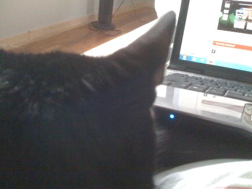 My cat - my cat looking at laptop screen