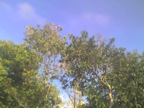 The scenery around my home - This is the picture of scenery around my home...it's very Nice N it's amazing...