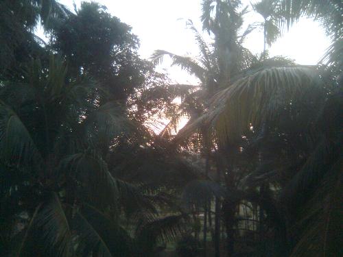 nature - an early morning in kerala