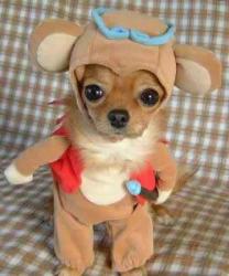 funny dog - little dressed dog