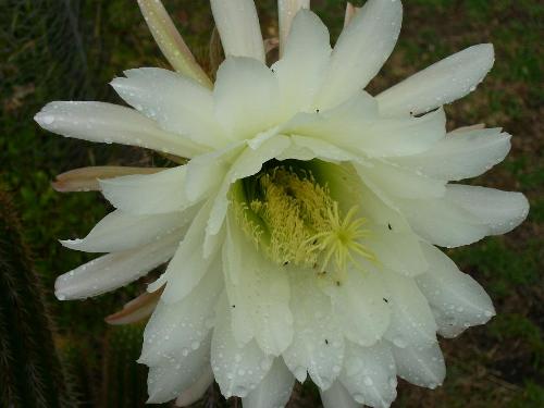Cacti and little insects with dew drops. - Photographed by Marilyn beaucariche. This rare flower is only seen occasionally, the morning I photographed it in a Suburban Garden, the Lady that owned the plant told me that it had just flowered. I took several beautiful photos of it.