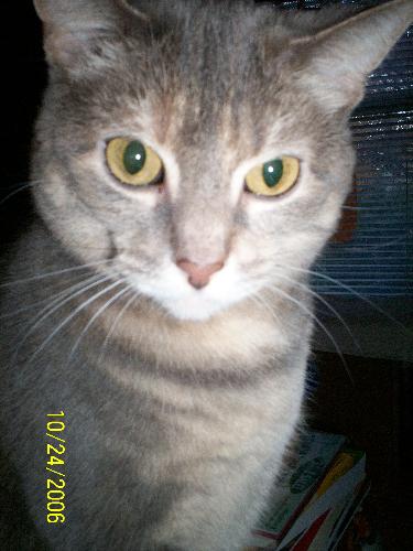 'Gypsy' - Another of my cats....'Gypsy'