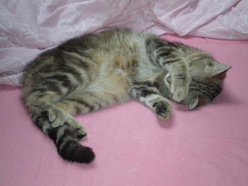Bollie, my blind kitty - This is one of my cuties :-)
