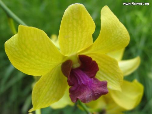yellow dendrobium - { PHOTO COURTESY OF www.flowers.vg } Dendrobiums belong in the orchid family. The 'dendrobium' name was derived from the Greek words, 'dendron' which means 'tree' and 'bios' which means 'life'.