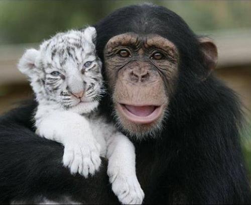 Cute - My love