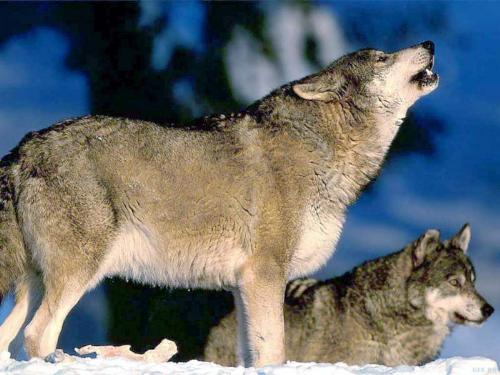 big doggies - wolves