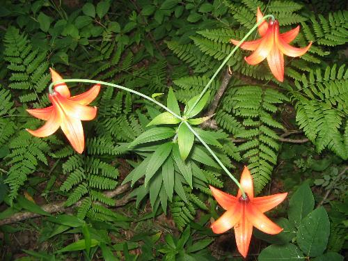 A lovely variety of Wild Orchids - Wild orchids grow abundantly in the western ghats..