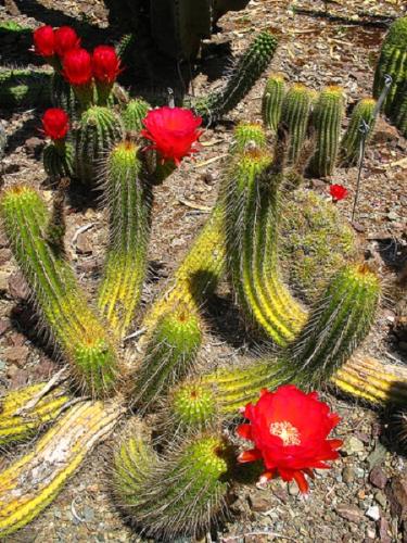 Cactus in bloom - Looks amazingingly beautiful..