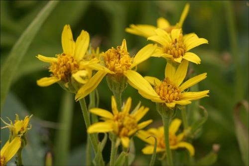 wild flowers - Lovely yellow wild lillies