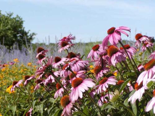 Wild flowers - A fieldful of Lovely pink and purple wild flowers