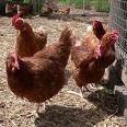 Poultry Farming - I do love farming