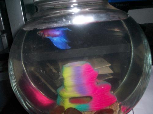 fiona - This is our beta fish that was named Fiona Flower.