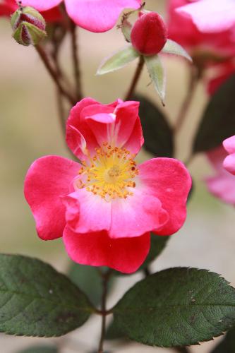 Small beauty - Actually, beauty is all around, we just have to know how to appreciate it. You might not see easily if you give important to it so small.