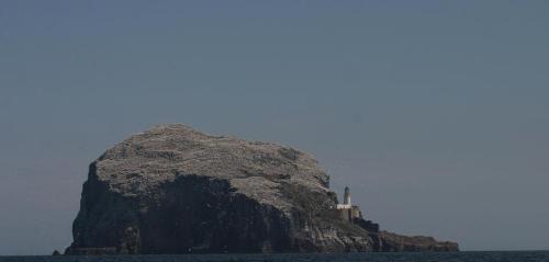 Gannet colony - Cliff with a gannet colony in the Firth of Forth near Edinburgh