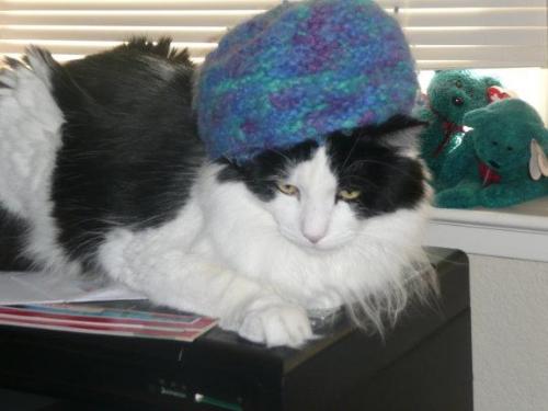 Oreo with hat - this is my cat Oreo with Naomi's hat Oreo with hat - this is my cat Oreo with Naomi's hat