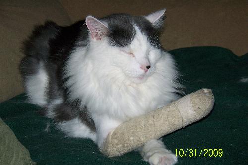 Broke his foot - Buddy broke his foot